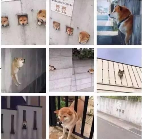 娱乐圈爆料50条狗